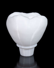 Cargar imagen en el visor de la galería, Anatomía - Dental - Implante
