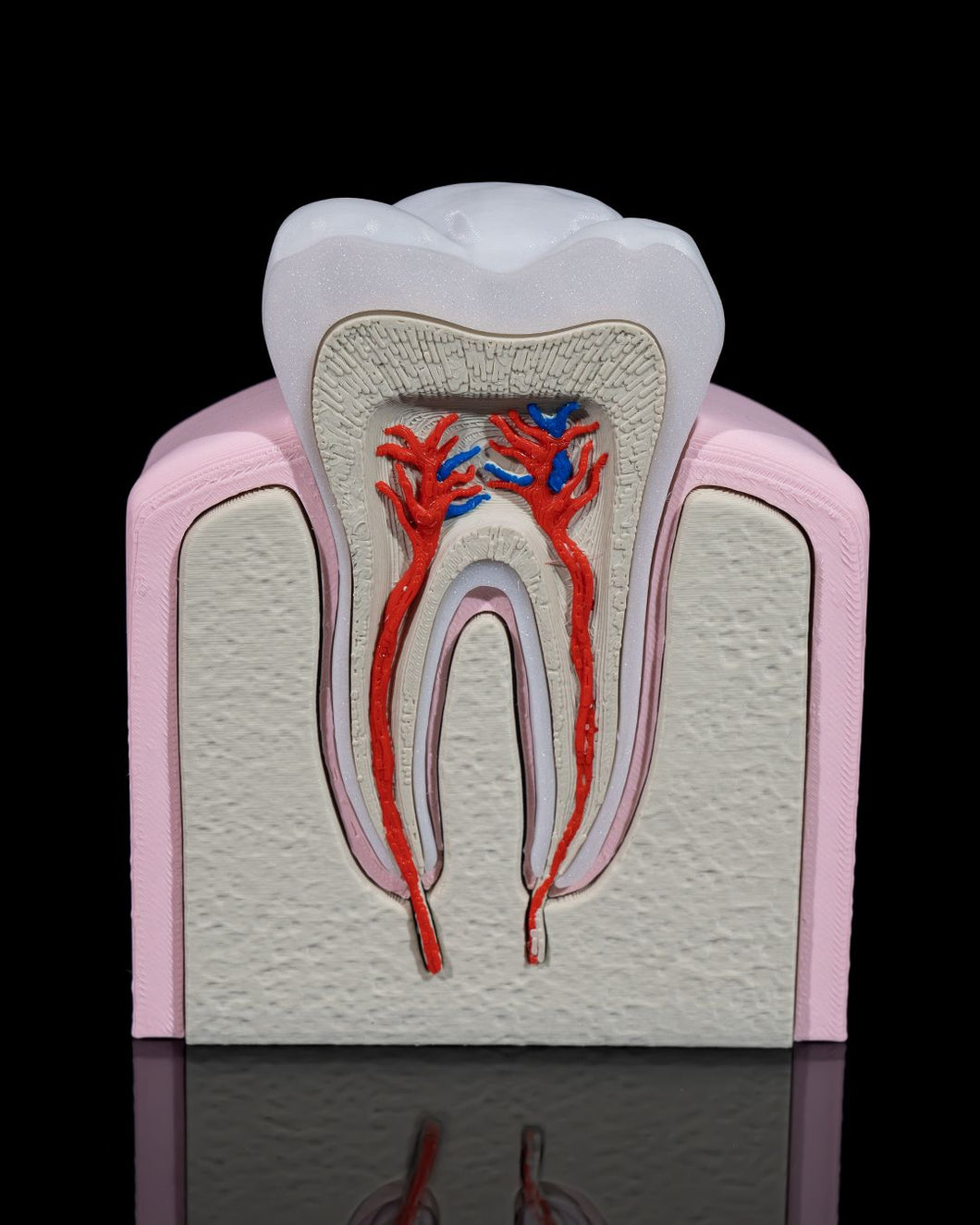 Dental - Premolar