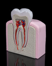 Cargar imagen en el visor de la galería, Dental - Premolar
