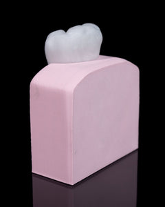 Dental - Premolar