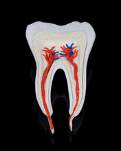 Cargar imagen en el visor de la galería, Dental - Premolar
