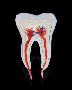 Dental - Premolar