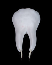 Cargar imagen en el visor de la galería, Dental - Premolar
