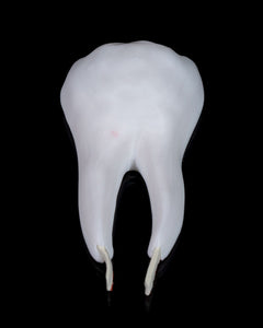 Dental - Premolar