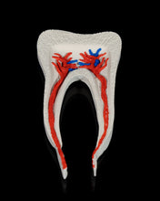 Cargar imagen en el visor de la galería, Dental - Premolar
