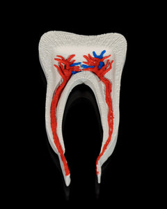 Dental - Premolar