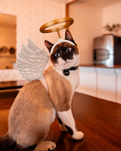 Cargar imagen en el visor de la galería, Gatito Celestial - Disfraz para Gato, gato usando el disfraz
