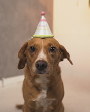 Cargar y reproducir el video en el visor de la galería, Gorro de Cumpleaños - Disfraz para Mascota
