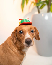 Cargar imagen en el visor de la galería, Gorrito Yay!, disfraz para perro, vista frontal
